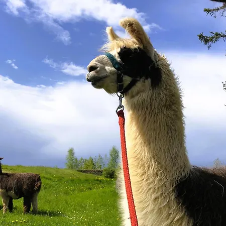 Pferdestaerke-eifel * Niederlauch