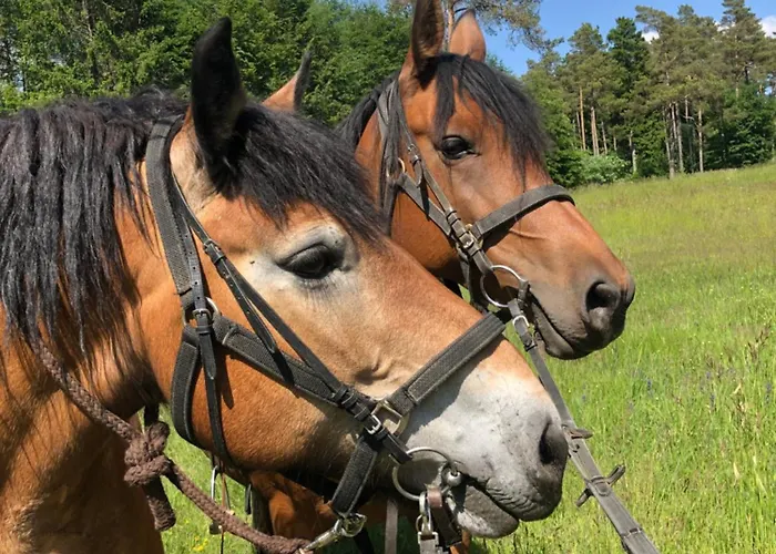 公寓 Pferdestaerke-eifel Niederlauch