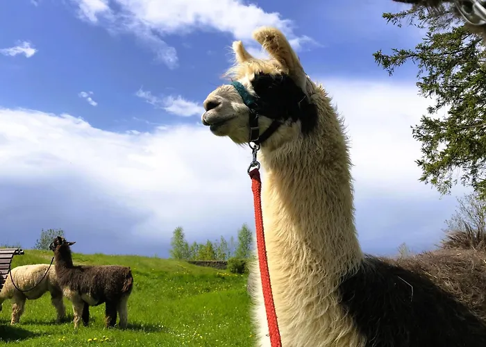 Pferdestaerke-eifel * Niederlauch